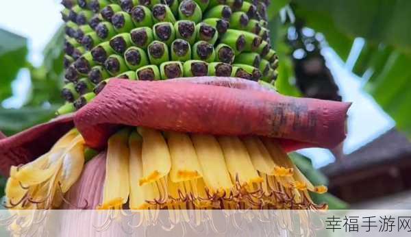 香蕉视频岛国：热带水果影像天堂