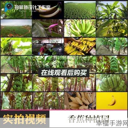 香蕉视频岛国：热带水果影像天堂