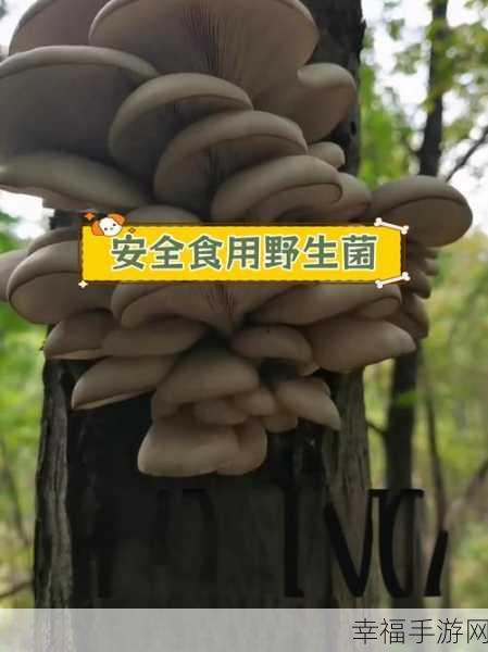 蘑菇黑料爆料：蘑菇内幕大揭秘