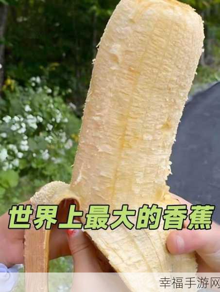 香蕉视频h：香甜果实的影像世界